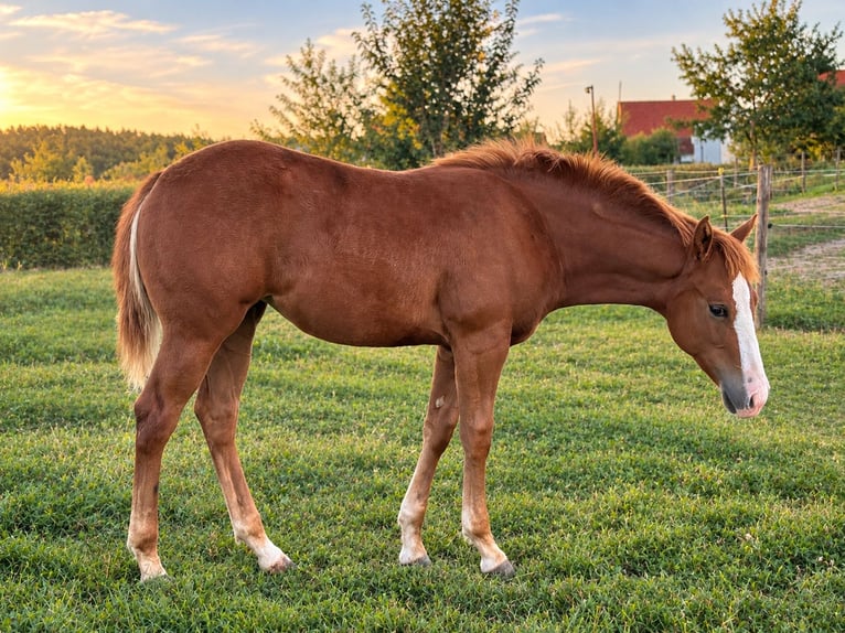 American Quarter Horse Merrie Veulen (04/2026) Vos in Schwabach