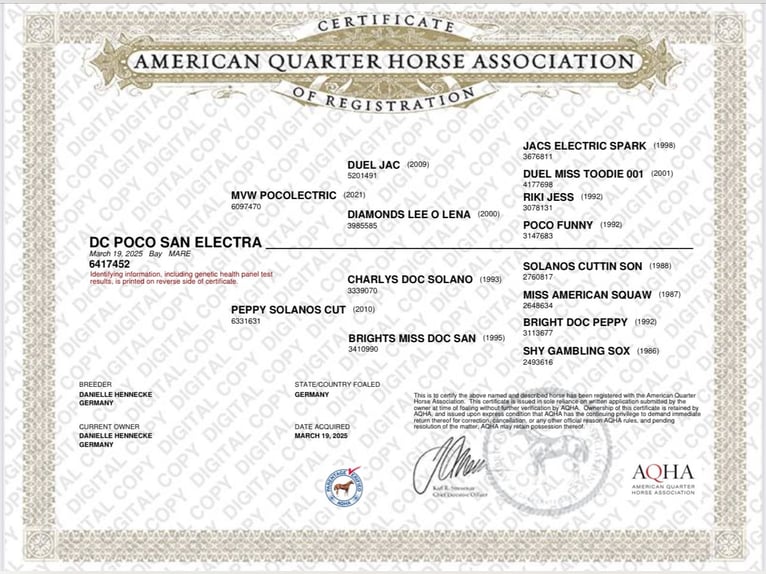 American Quarter Horse Merrie Veulen (03/2025) in Salzgitter
