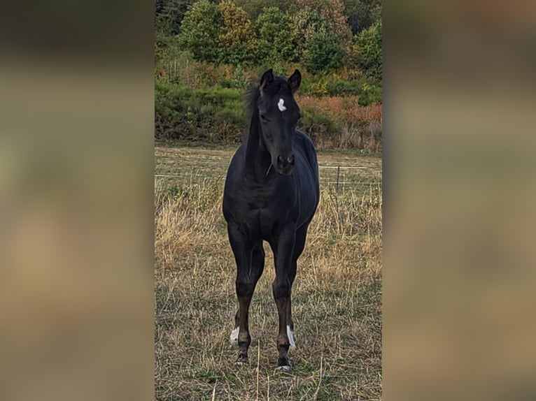 American Quarter Horse Merrie Veulen (05/2026) Zwart in Reichweiler