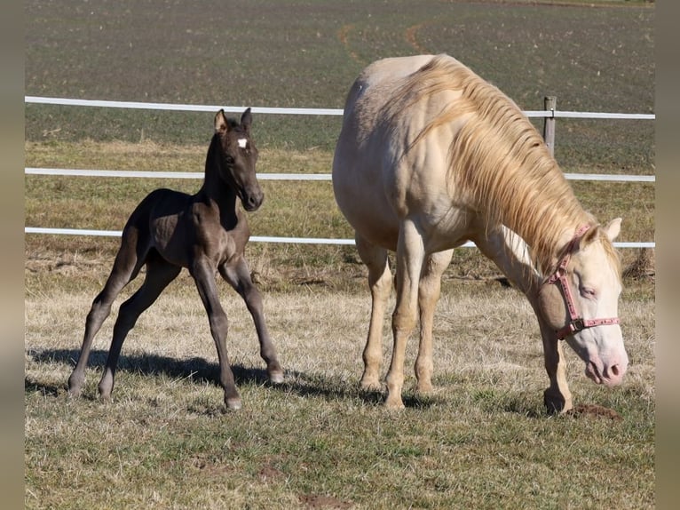 American Quarter Horse Merrie  Zwart in Schlammersdorf-Moos