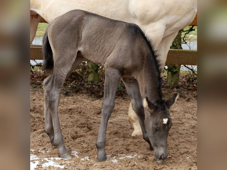 American Quarter Horse Merrie  Zwart in Schlammersdorf-Moos