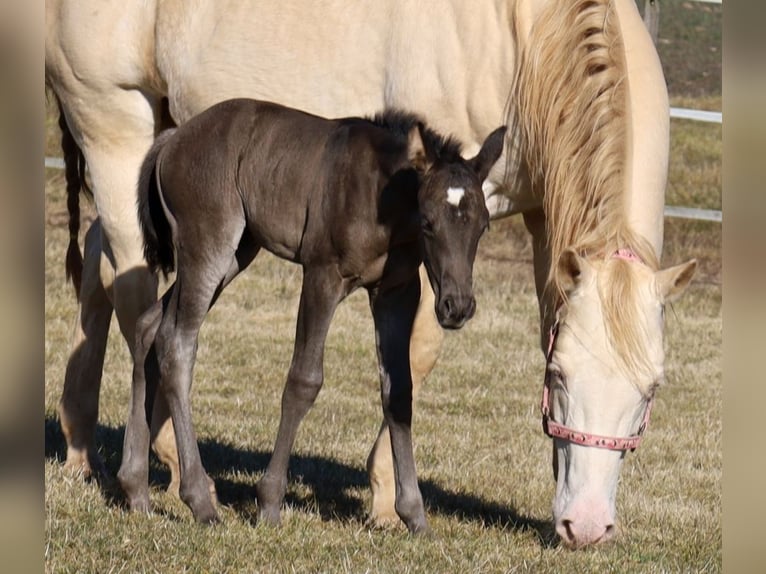 American Quarter Horse Merrie  Zwart in Schlammersdorf-Moos