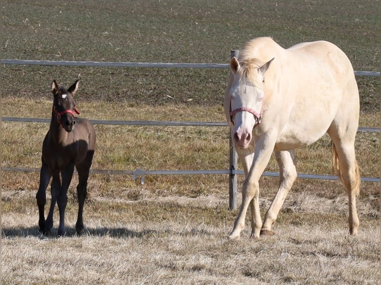 American Quarter Horse Merrie  Zwart in Schlammersdorf-Moos