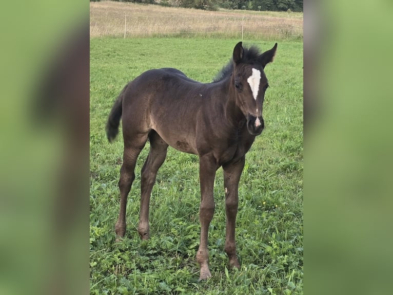 American Quarter Horse Merrie Veulen (06/2025) Zwart in Dreisbach