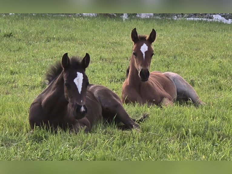 American Quarter Horse Merrie Veulen (06/2025) Zwart in Dreisbach
