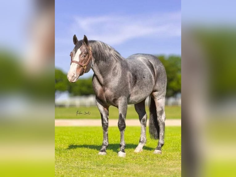 American Quarter Horse Merrie Veulen (06/2025) Zwart in Dreisbach