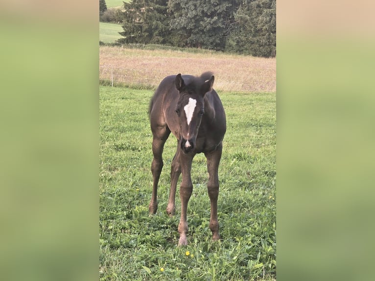 American Quarter Horse Merrie Veulen (06/2025) Zwart in Dreisbach