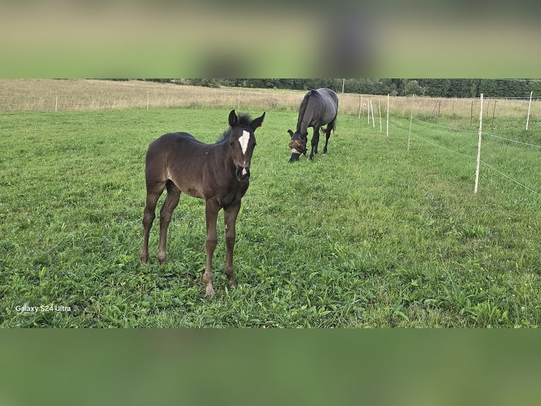 American Quarter Horse Merrie Veulen (06/2025) Zwart in Dreisbach