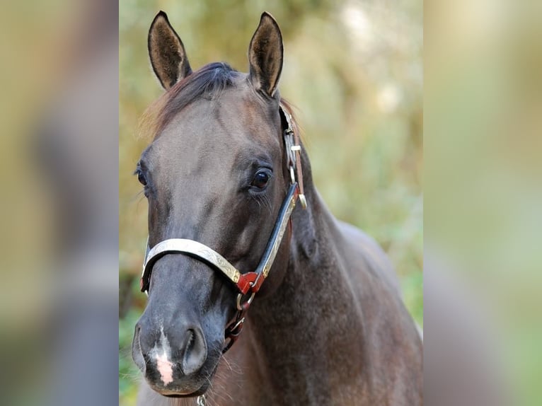 American Quarter Horse Merrie Veulen (06/2025) Zwart in Dreisbach