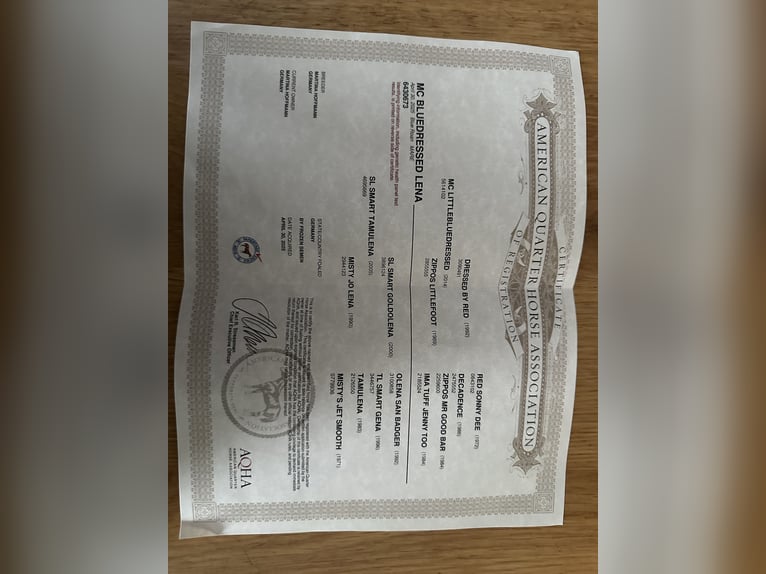 American Quarter Horse Merrie Veulen (04/2025) Zwart in Gifhorn