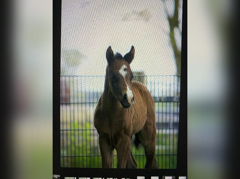 American Quarter Horse Merrie veulen (04/2024) Zwart in Ritterhude