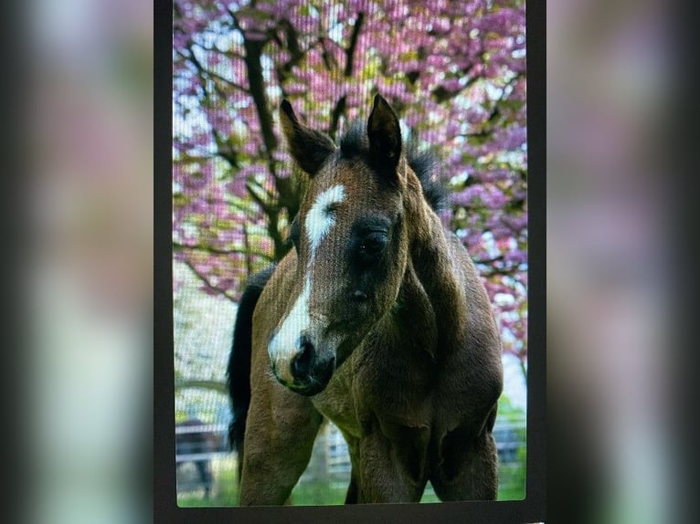 American Quarter Horse Merrie veulen (04/2024) Zwart in Ritterhude