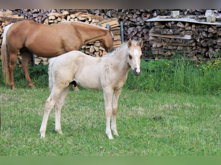 American Quarter Horse Ogier 10 lat 144 cm Bułana in Offenhausen