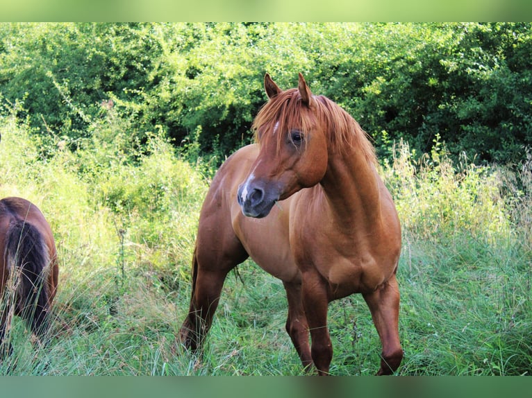 American Quarter Horse Ogier 10 lat 144 cm Bułana in Offenhausen