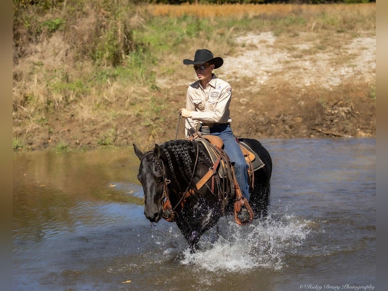 American Quarter Horse Ogier 10 lat 147 cm Kara in Auburn