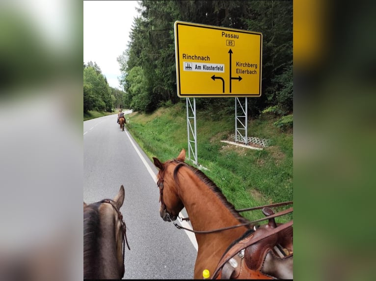 American Quarter Horse Ogier 10 lat 150 cm Kasztanowata in Bayerbach