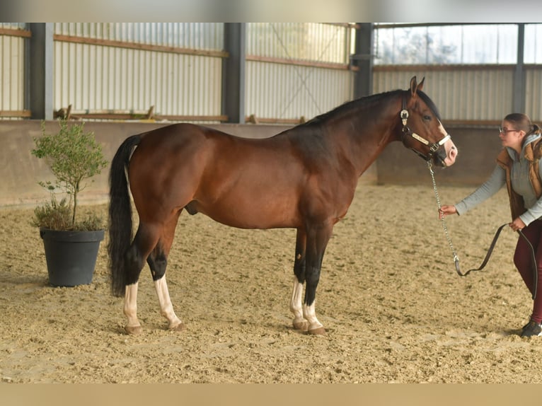American Quarter Horse Ogier 11 lat 153 cm Gniada in Geilenkirchen