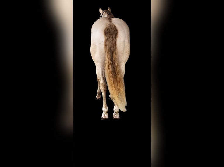 American Quarter Horse Ogier 11 lat 155 cm Perlino in Camden, MI
