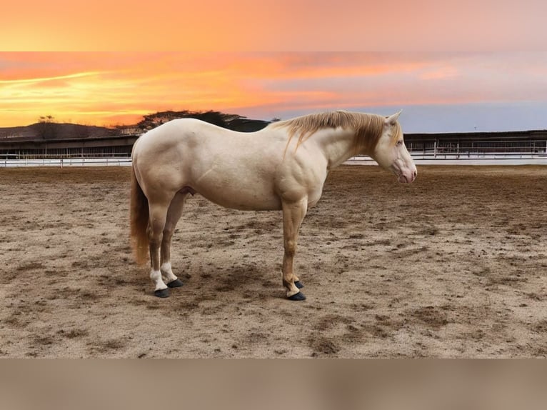 American Quarter Horse Ogier 11 lat 155 cm Perlino in Camden, MI