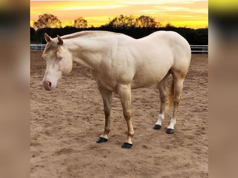 American Quarter Horse Ogier 11 lat 155 cm Perlino in Camden, MI