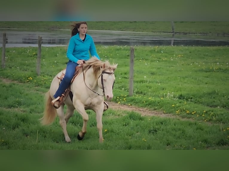 American Quarter Horse Ogier 11 lat 155 cm Perlino in Camden, MI