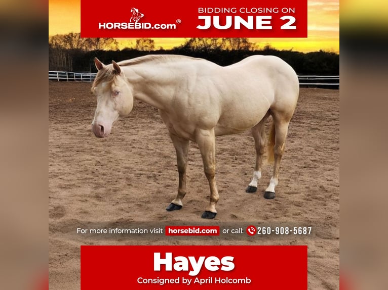 American Quarter Horse Ogier 11 lat 155 cm Perlino in Camden, MI