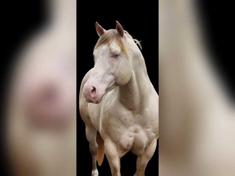 American Quarter Horse Ogier 11 lat 155 cm Perlino in Camden, MI