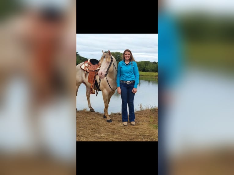 American Quarter Horse Ogier 11 lat 155 cm Perlino in Camden, MI