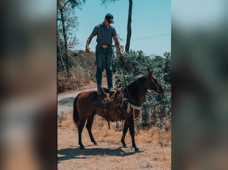 American Quarter Horse Ogier 11 lat Bułana in Stephenville