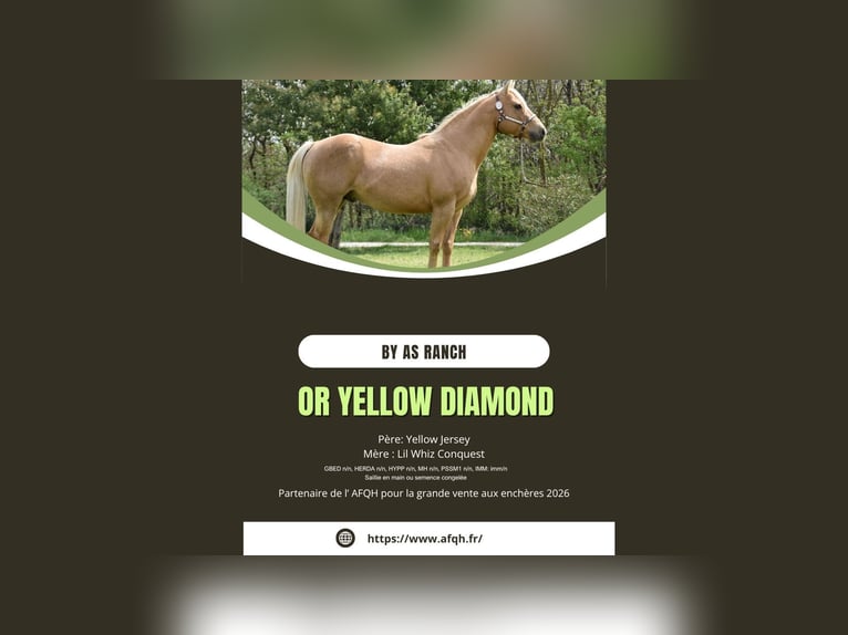 American Quarter Horse Ogier 11 lat Izabelowata in Montmorillon