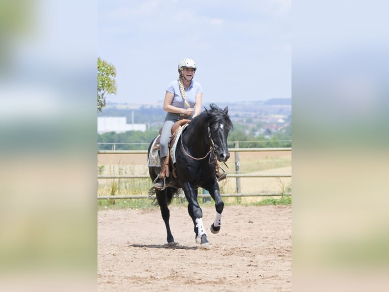 American Quarter Horse Ogier 12 lat 154 cm Kara in Bad Wimpfen