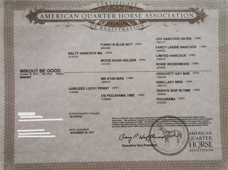 American Quarter Horse Ogier 12 lat 158 cm Gniadodereszowata in Levice