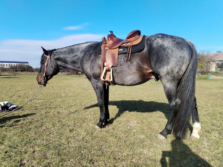 American Quarter Horse Ogier 12 lat 158 cm Gniadodereszowata in Levice