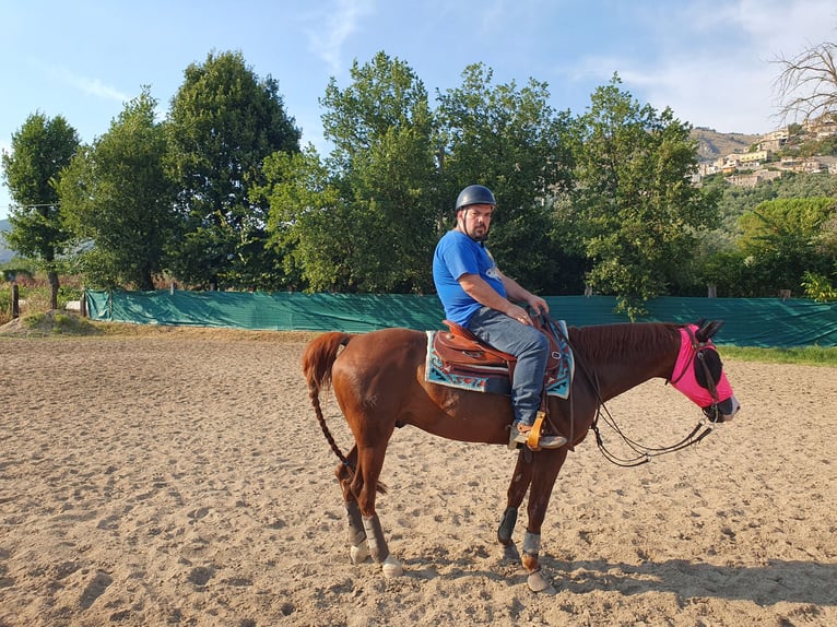 American Quarter Horse Ogier 14 lat 153 cm  in Roccasecca