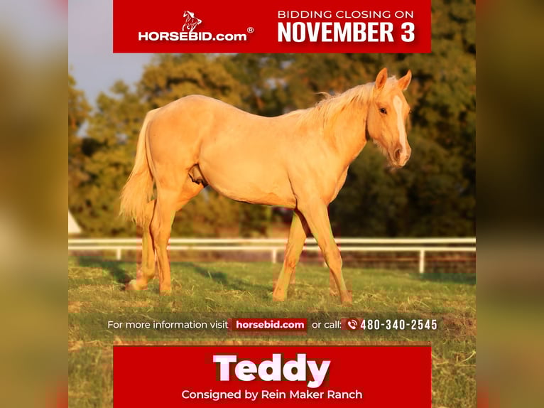 American Quarter Horse Ogier 1 Rok 132 cm Izabelowata in Wayne