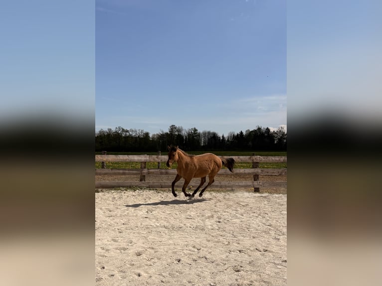 American Quarter Horse Ogier 1 Rok 140 cm Bułana in Riegersdorf