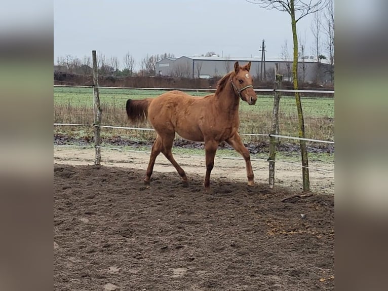 American Quarter Horse Ogier 1 Rok 145 cm Bułana in Akasztó