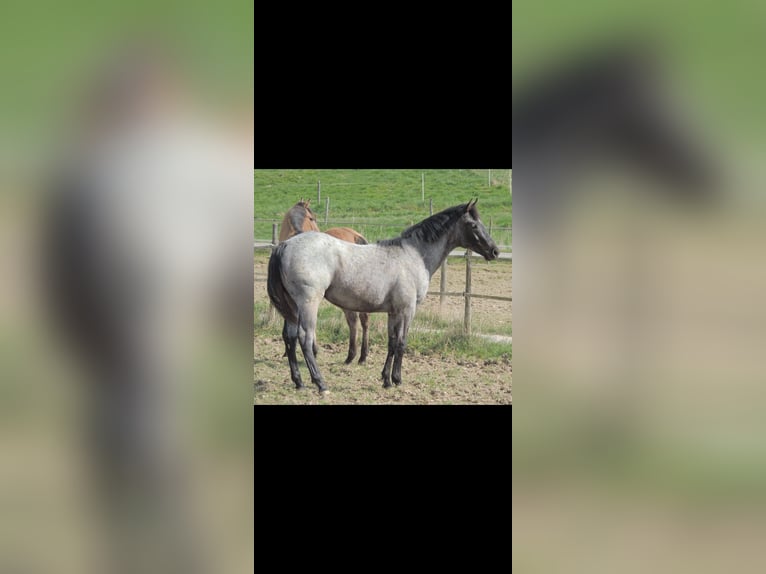 American Quarter Horse Ogier 1 Rok 146 cm Karodereszowata in Kirchberg