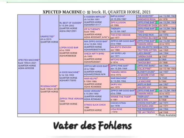 American Quarter Horse Ogier 1 Rok 146 cm Karodereszowata in Kirchberg