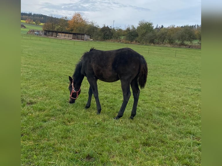 American Quarter Horse Ogier 1 Rok 147 cm Ciemnogniada in Erbendorf