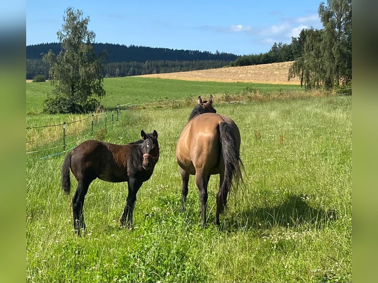 American Quarter Horse Ogier 1 Rok 147 cm Ciemnogniada in Erbendorf