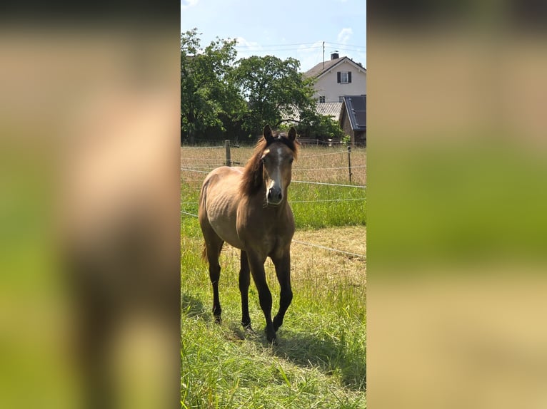American Quarter Horse Ogier 1 Rok 148 cm Formy Brown Falb in Amorbach