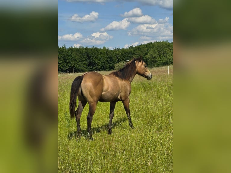 American Quarter Horse Ogier 1 Rok 148 cm Formy Brown Falb in Amorbach
