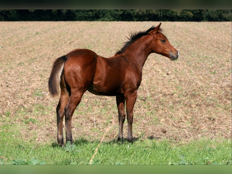 American Quarter Horse Ogier 1 Rok 148 cm Gniada in Bonn