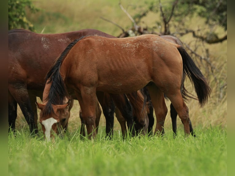 American Quarter Horse Ogier 1 Rok 148 cm Gniada in Waldshut-Tiengen