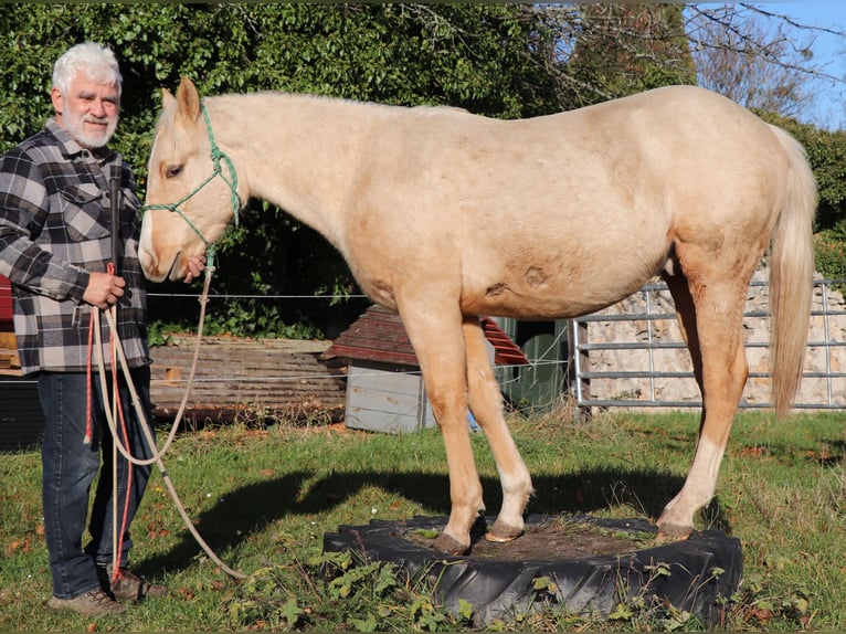 American Quarter Horse Ogier 1 Rok 148 cm Izabelowata in M&#xFC;glitztal