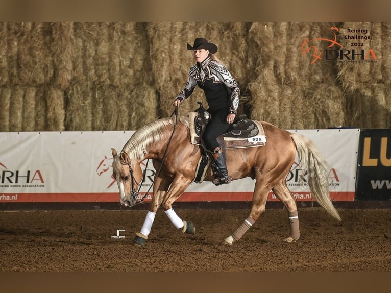 American Quarter Horse Ogier 1 Rok 148 cm Perlino in Voerendaal