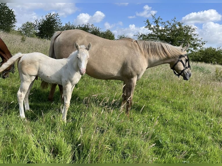 American Quarter Horse Ogier 1 Rok 148 cm Perlino in Voerendaal
