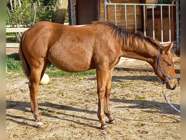 American Quarter Horse Ogier 1 Rok 149 cm Gniada in Stade