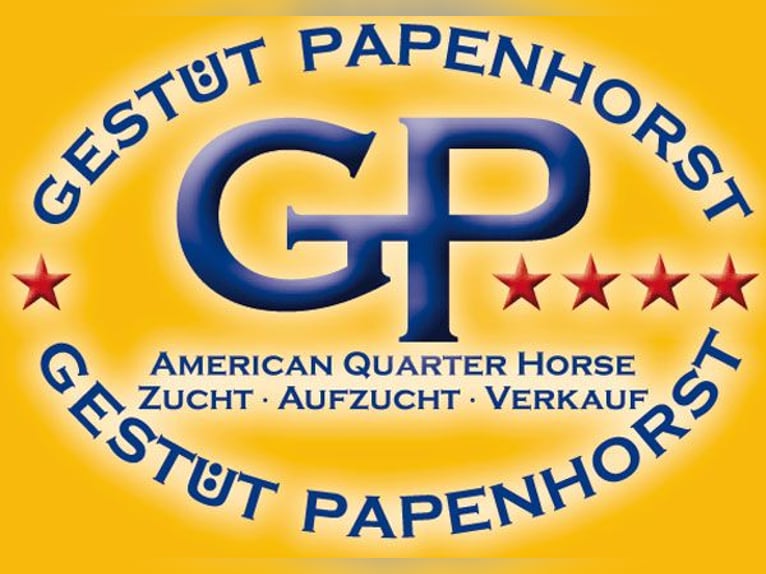 American Quarter Horse Ogier 1 Rok 150 cm Ciemnokasztanowata in Edemissen